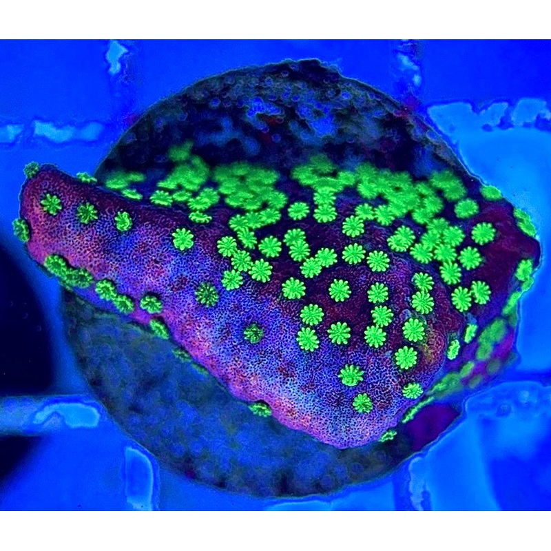 VA Supernatural Montipora VSM051304 WYSIWYG