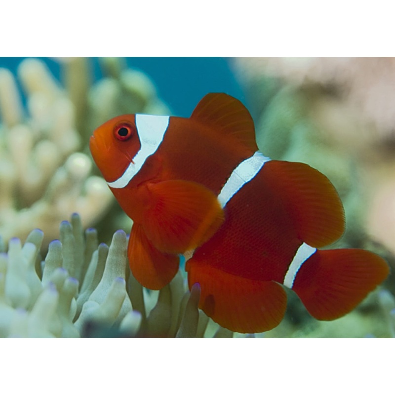 White Stripe Maroon Clownfish Size: L 3" to 4"