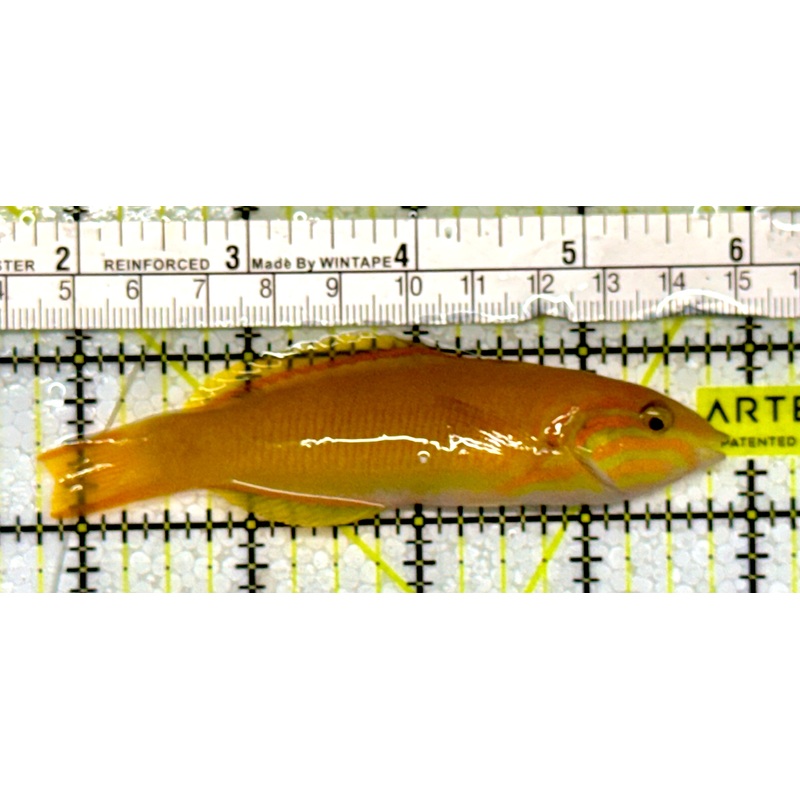 Yellow Banana Wrasse YBW051301 WYSIWYG Size: M 4"