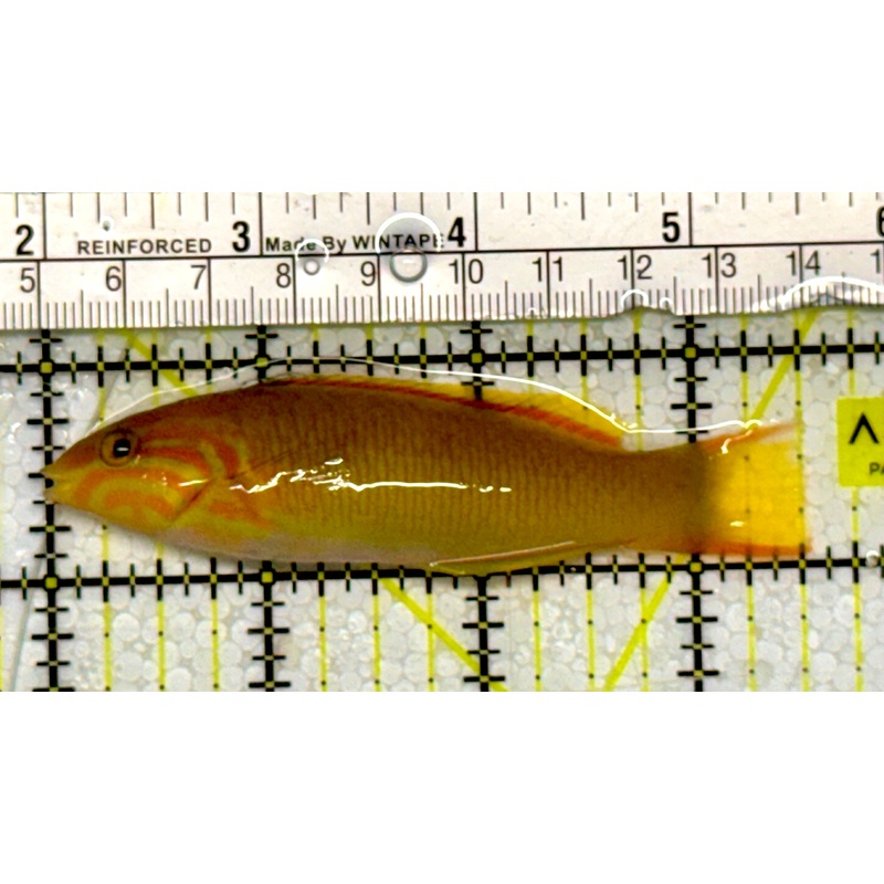 Yellow Banana Wrasse YBW051302 WYSIWYG Size: M 3.5