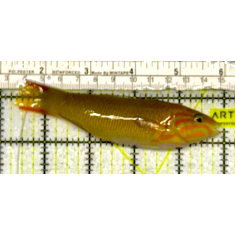 Yellow Banana Wrasse YBW051303 WYSIWYG Size: ML 4.5