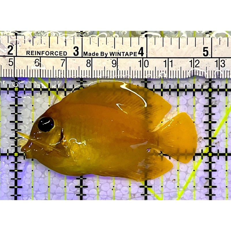 Yellow Mimic Tang (Chocolate Tang as adult) YMT051401 WYSIWYG Size: S 2.75