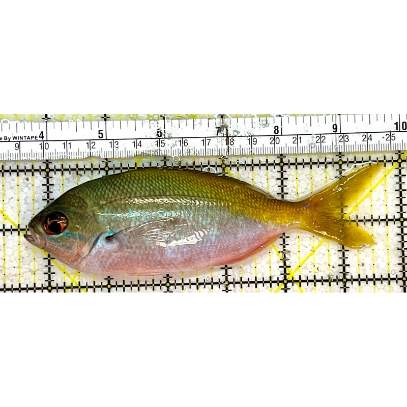 Yellowback Fusilier Fish (Unique) YFF051501 WYSIWYG Size: XL 6"