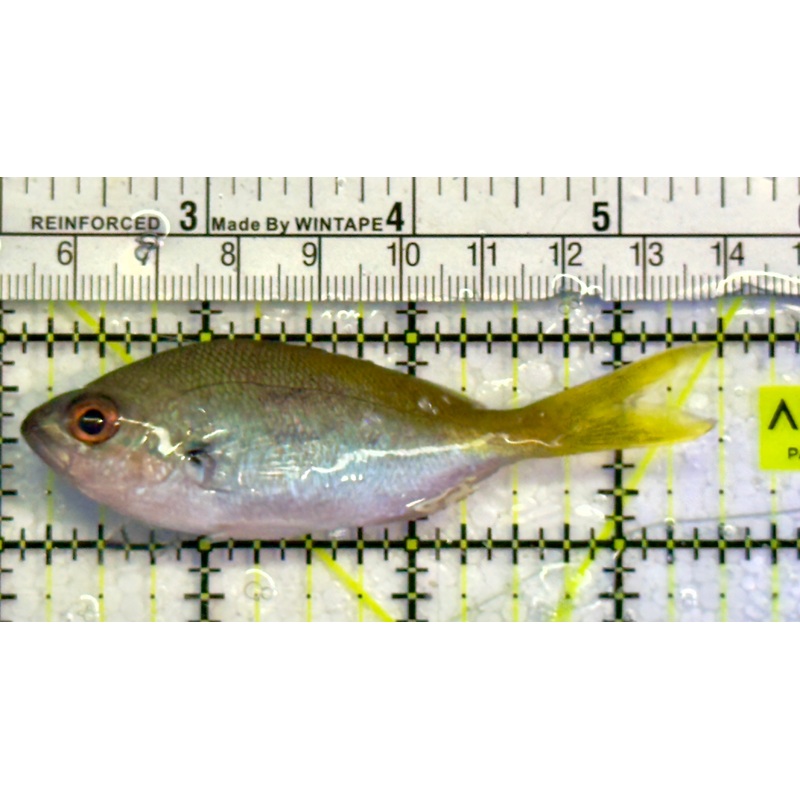 Yellowback Fusilier Fish (Unique) YFF051502 WYSIWYG Size: ML 3.25