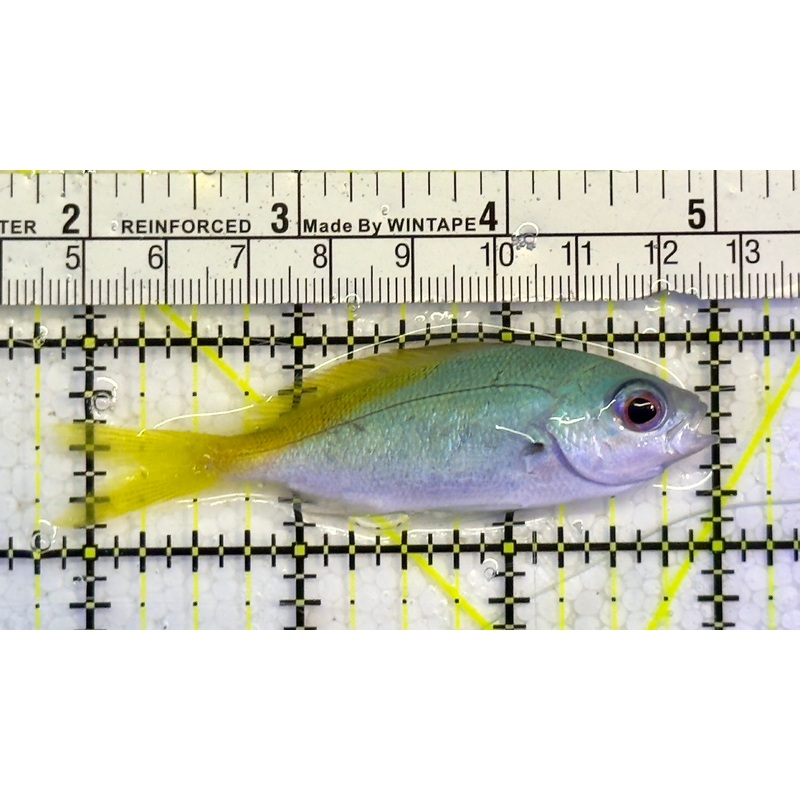 Yellowback Fusilier Fish (Unique) YFF051503 WYSIWYG Size: M 3"