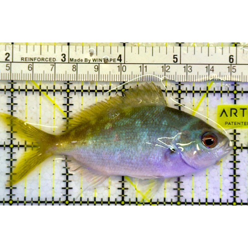 Yellowback Fusilier Fish (Unique) YFF051504 WYSIWYG Size: ML 4