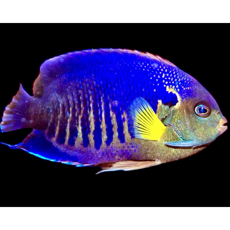 Yellowfin Angelfish Size: ML 2.5" to 3"