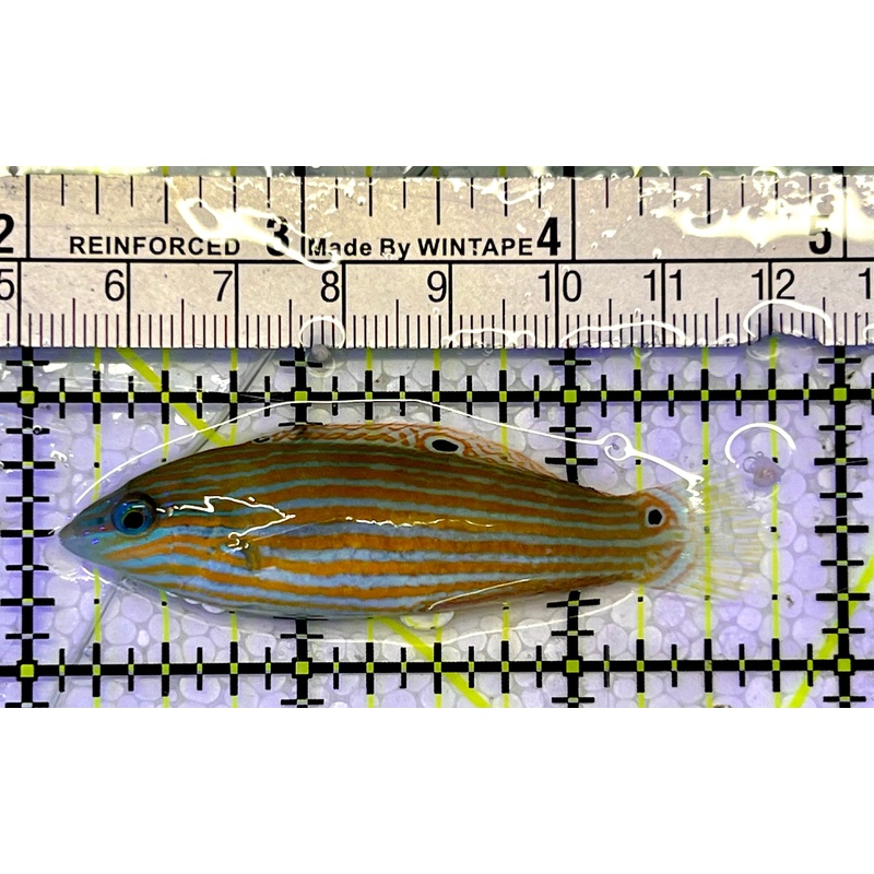 Adorned Wrasse AW051501 WYSIWYG Size: L 2.5"