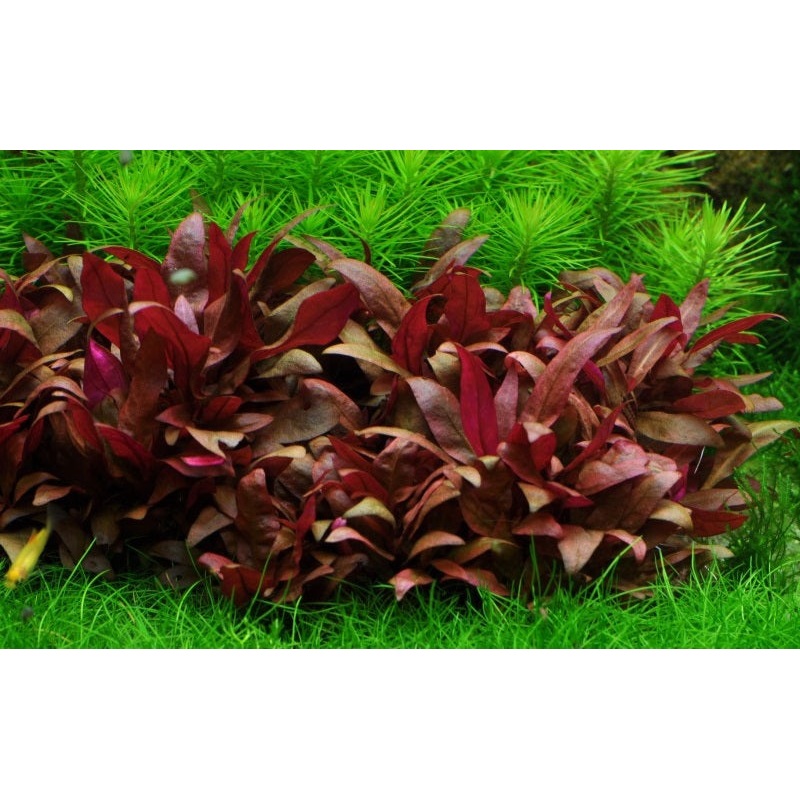 Alternanthera Reineckii Red ED Broad