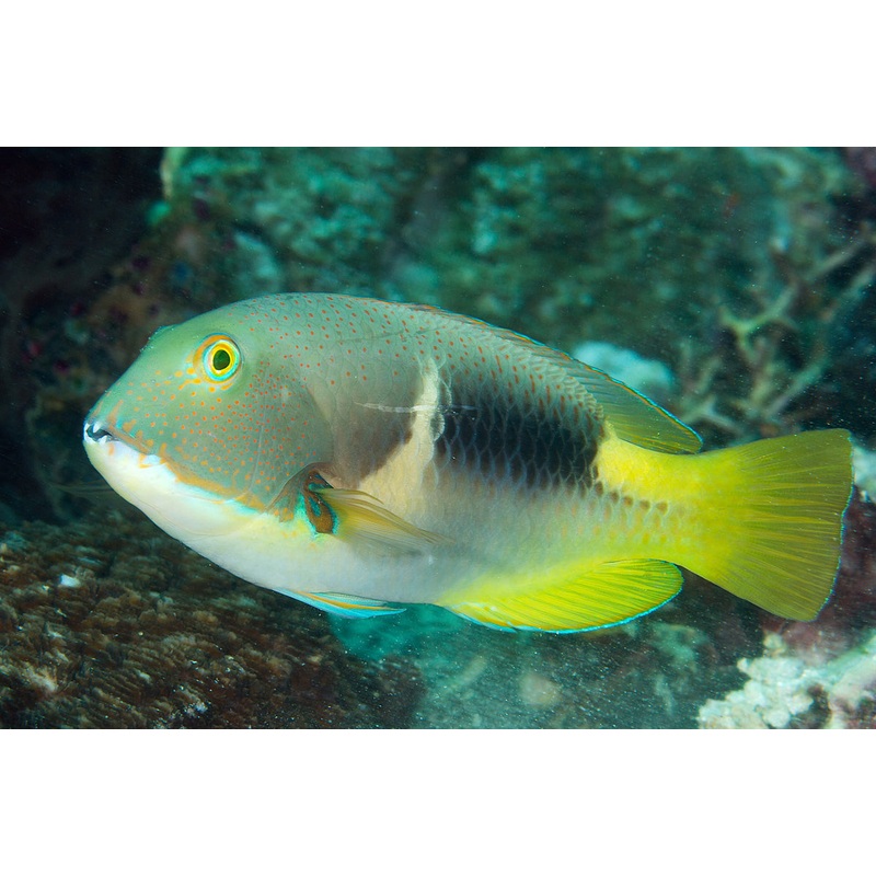 Anchor Tuskfish Size: L 2.5" to 3"