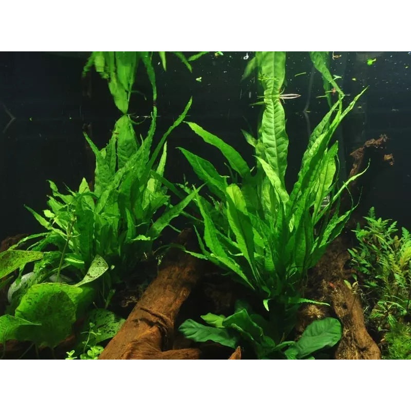 Black Forest / Microsorum Pteropus
