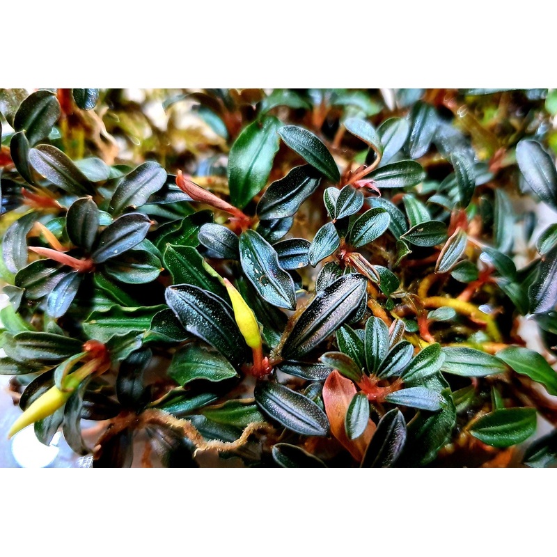 Bucephalandra Brownie Adinda