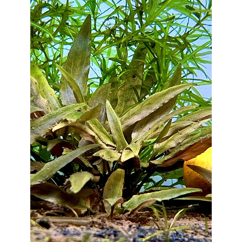 Cryptocoryne Undulata Size: L Single Stem Plant (Submerged)