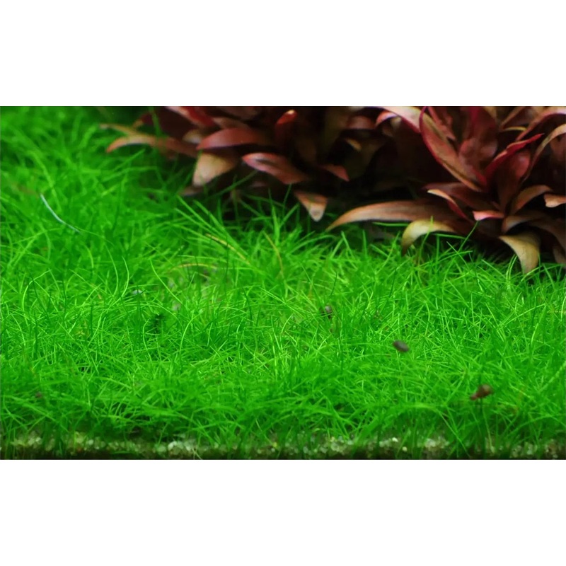 Eleocharis Parvulus