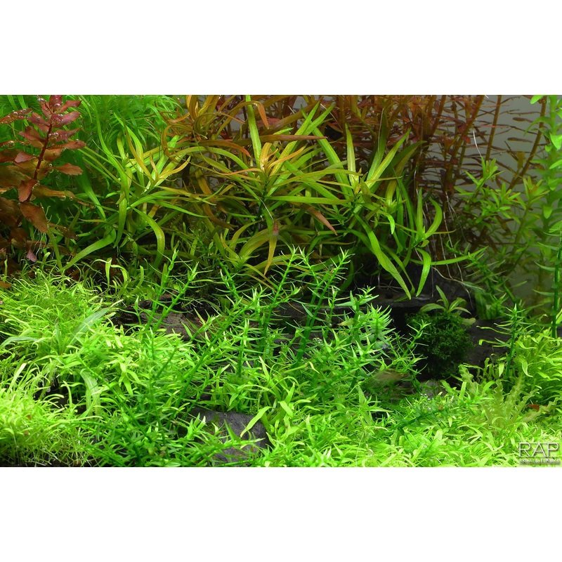 Gratiola Viscidula