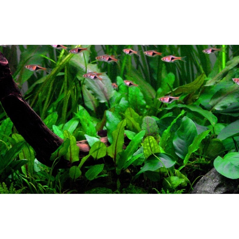 Green Gecko / Cryptocoryne Wendtii