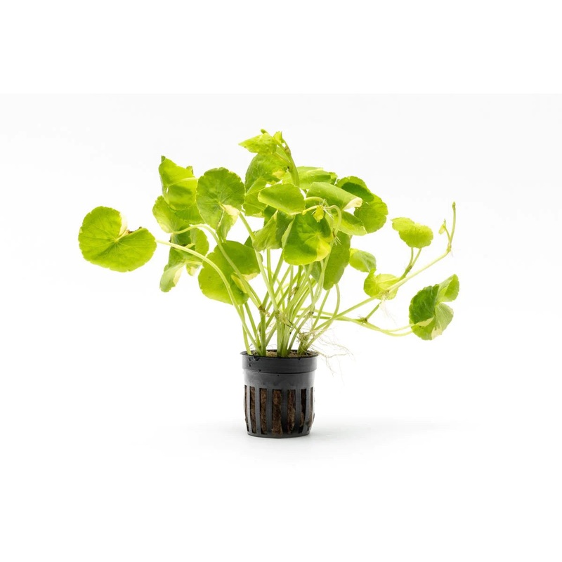 Hydrocotyle Leucocephala Variegated (Brazilian Pennywort )
