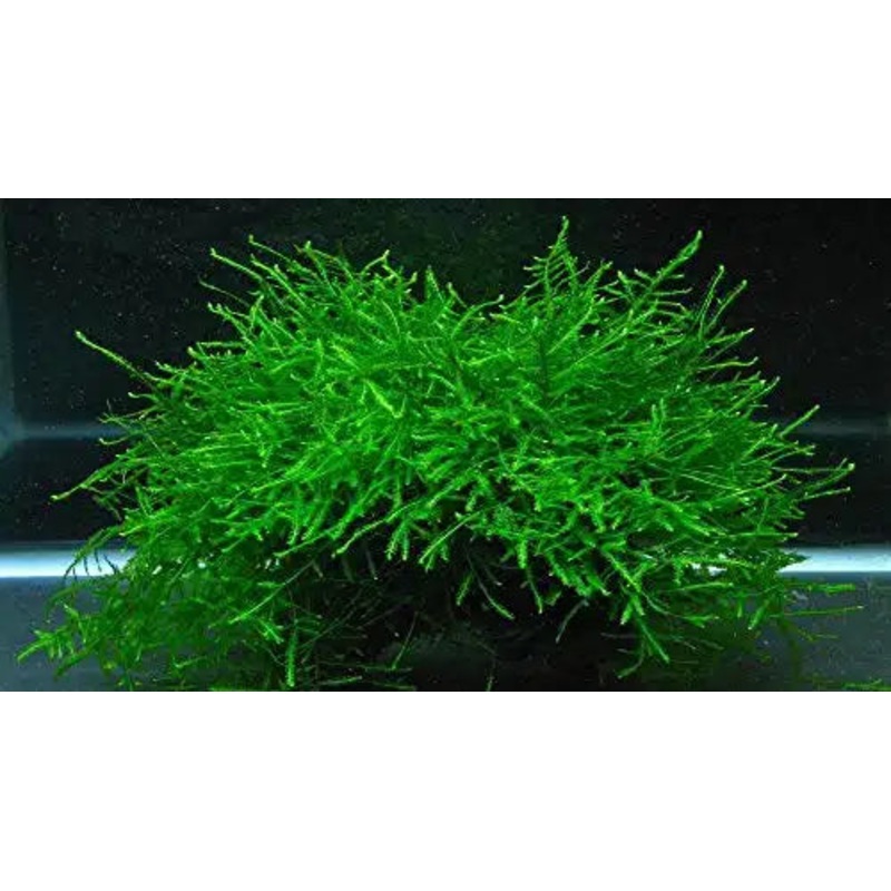 Java Moss / Vescularia Dubyana