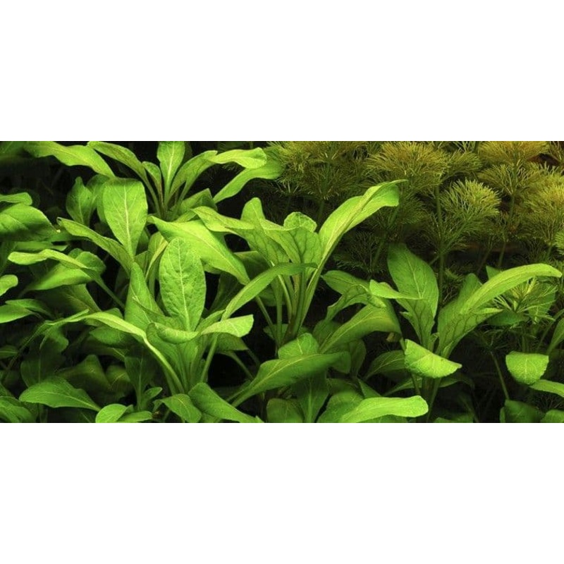 Lobelia Cardinalis Gigantea