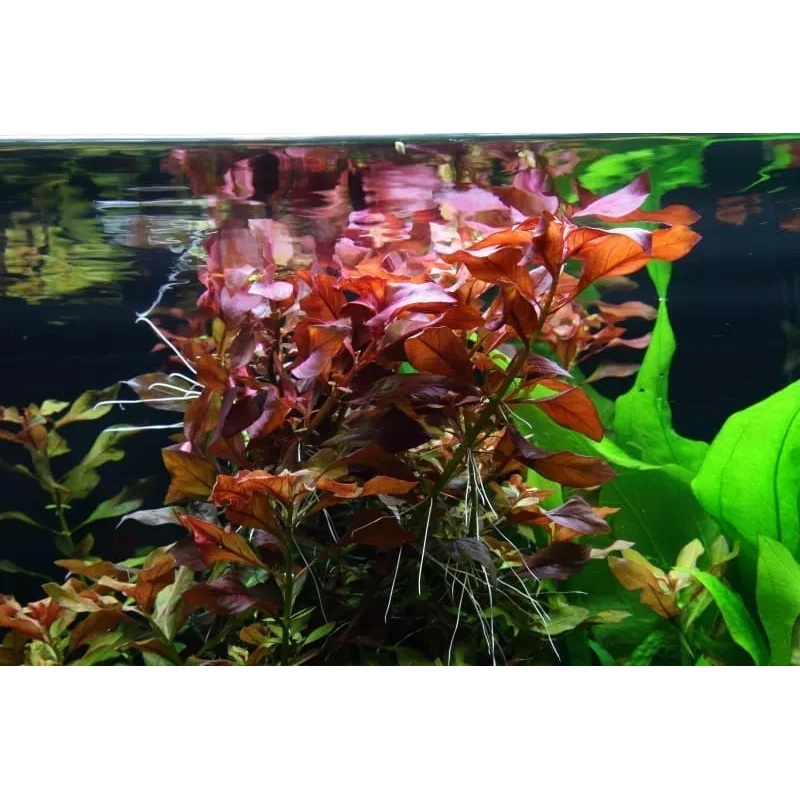 Ludwigia Palustris Red
