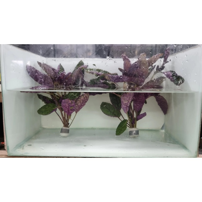 Purple Waffle / Hemigraphis Colorata