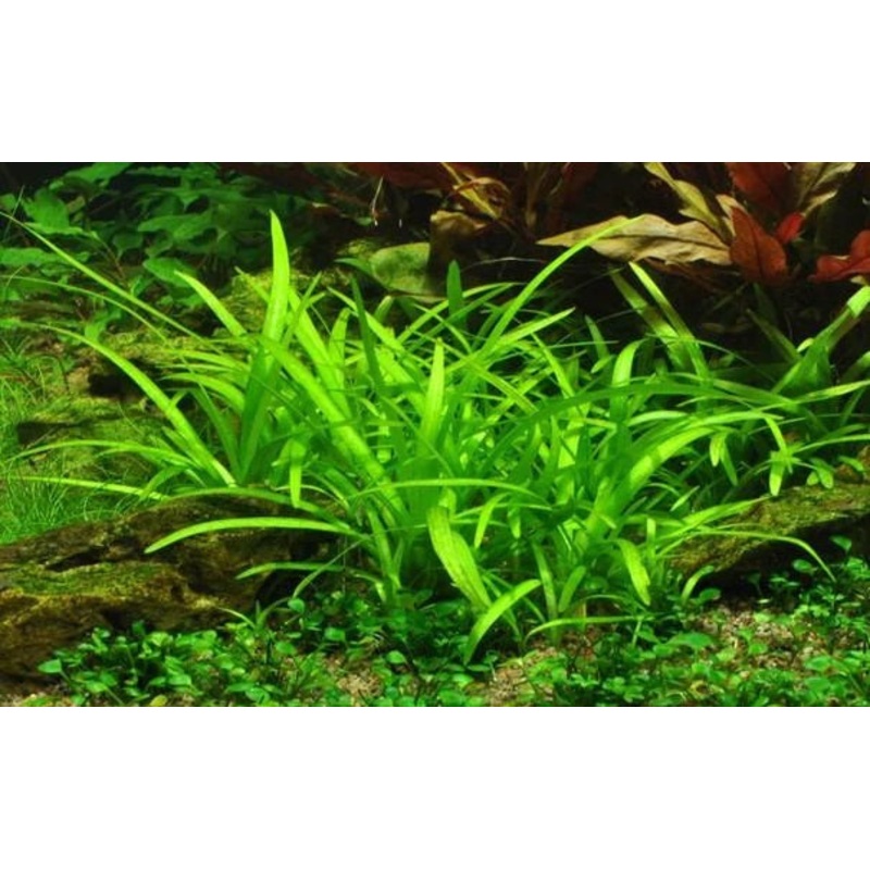 Sagittaria Pusilla