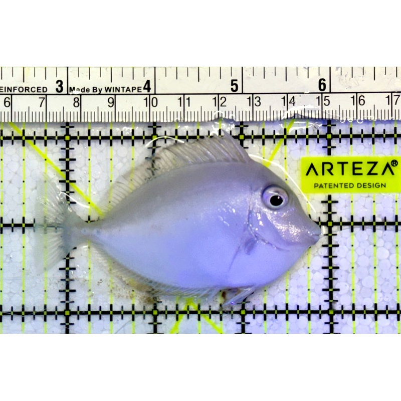 Unicorn Tang UT051605 WYSIWYG Size: M 3.25