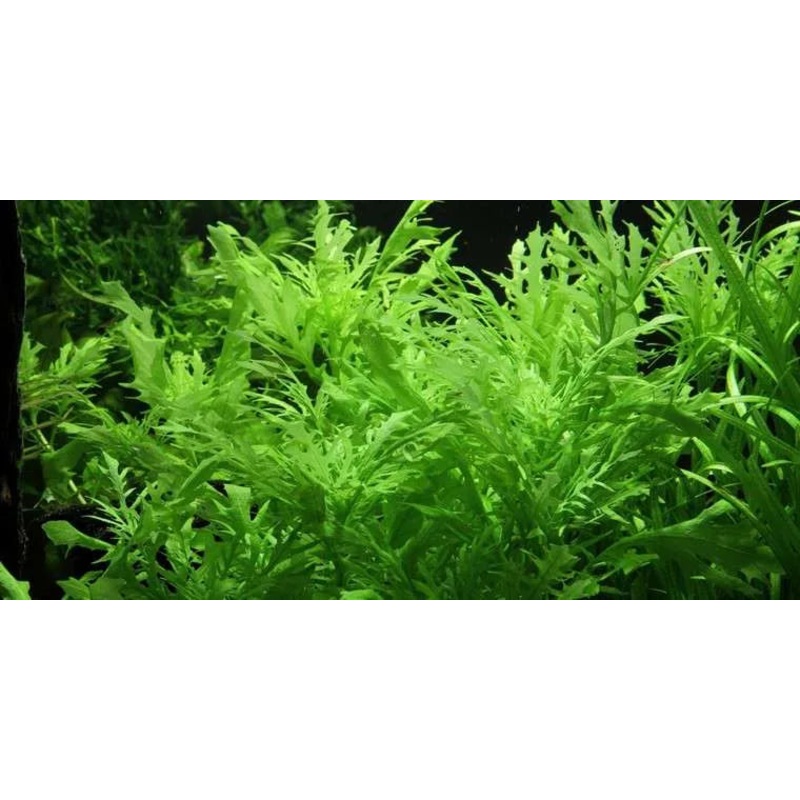 Water Wisteria 4" to 5" inch stems 5 stem pack (Submerged)