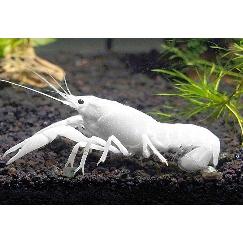 White Lobster