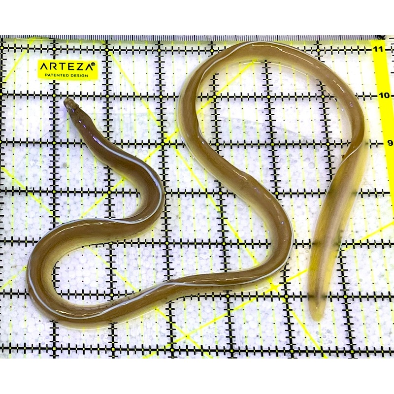 White Ribbon Eel WRE051601 WYSIWYG Size: XL 21