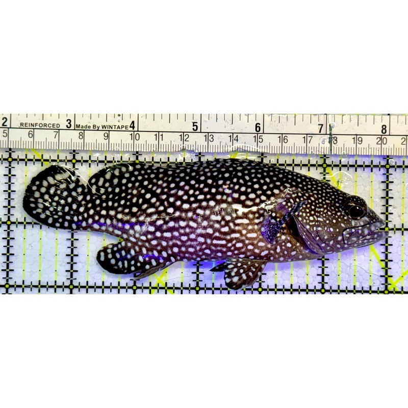 White Spotted Grouper WSG051501 WYSIWYG Size: XL 5.75
