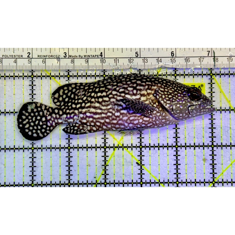 White Spotted Grouper WSG051502 WYSIWYG Size: XL 5.5