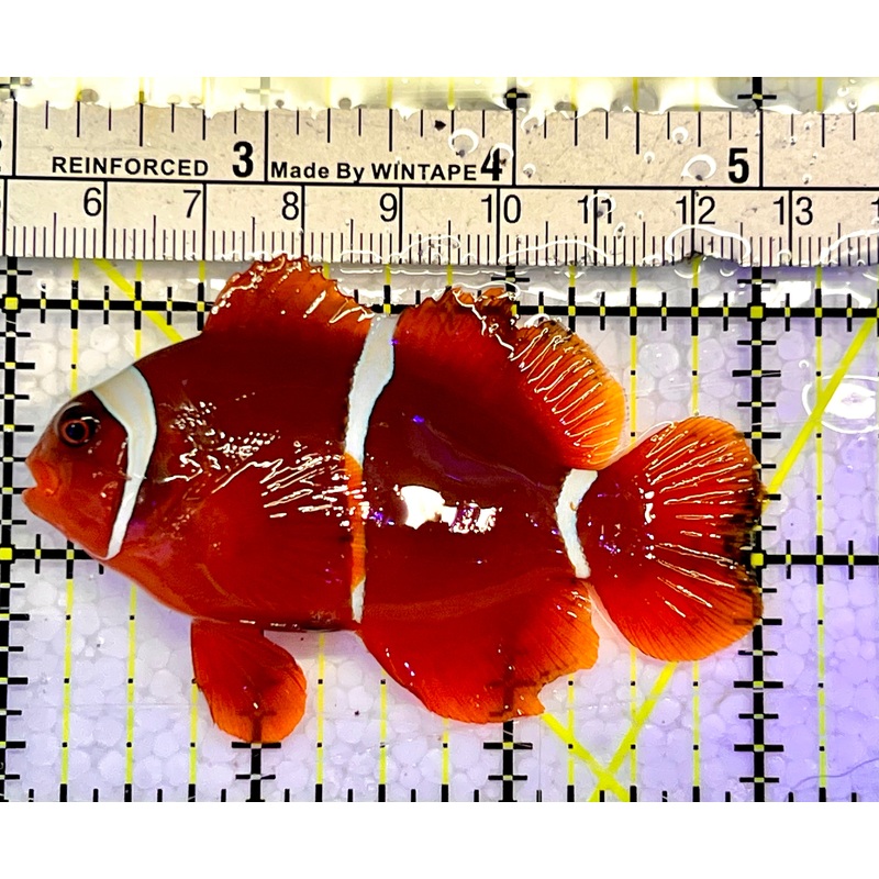 White Stripe Maroon Clownfish WSC051501 WYSIWYG Size: M 3"