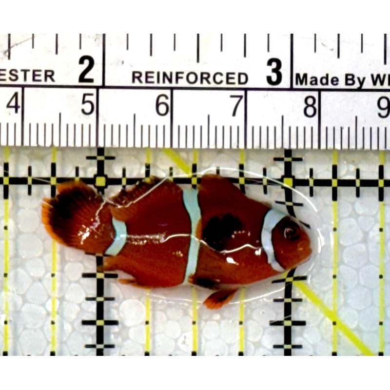 White Stripe Maroon Clownfish WSC051502 WYSIWYG Size: S 1.5
