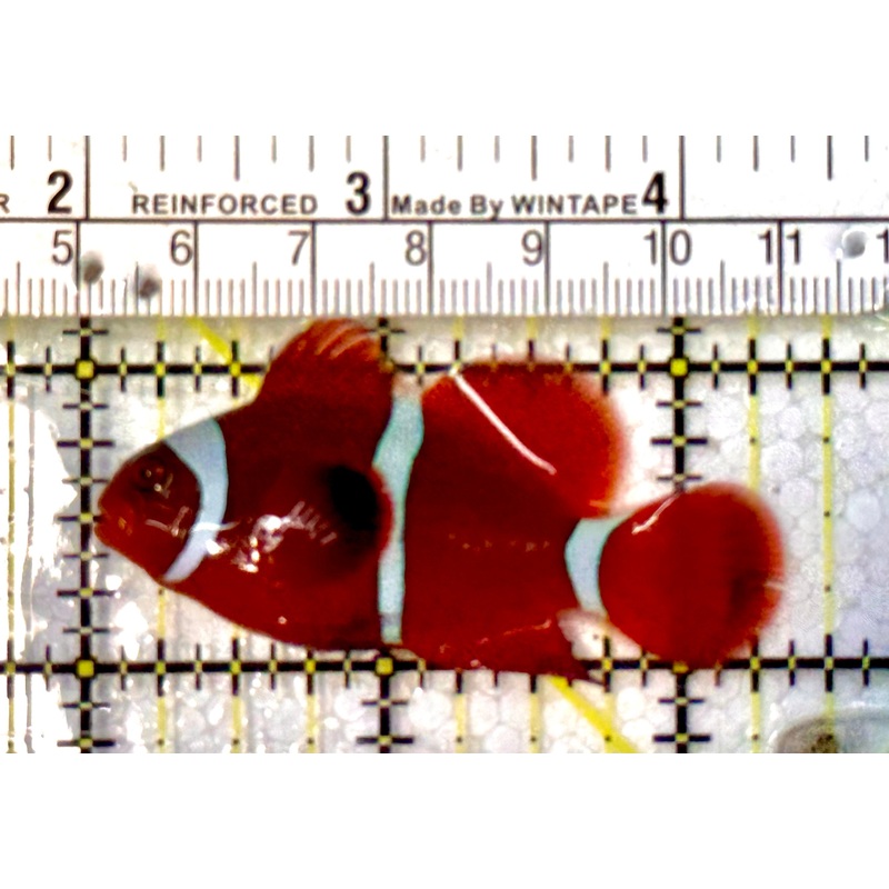 White Stripe Maroon Clownfish WSC051503 WYSIWYG Size: M 2.25