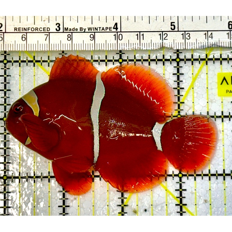 White Stripe Maroon Clownfish WSC051504 WYSIWYG Size: L 3.5