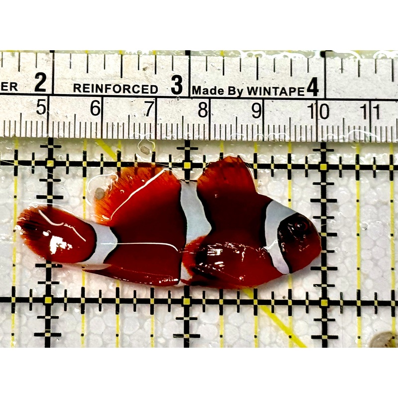 White Stripe Maroon Clownfish WSC051505 WYSIWYG Size: M 2.25
