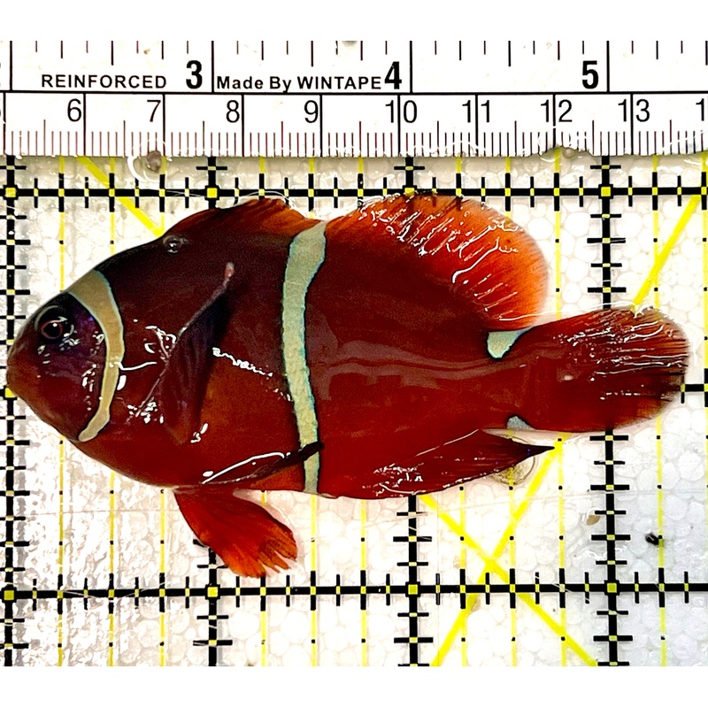 White Stripe Maroon Clownfish WSC051506 WYSIWYG Size: M 2.25