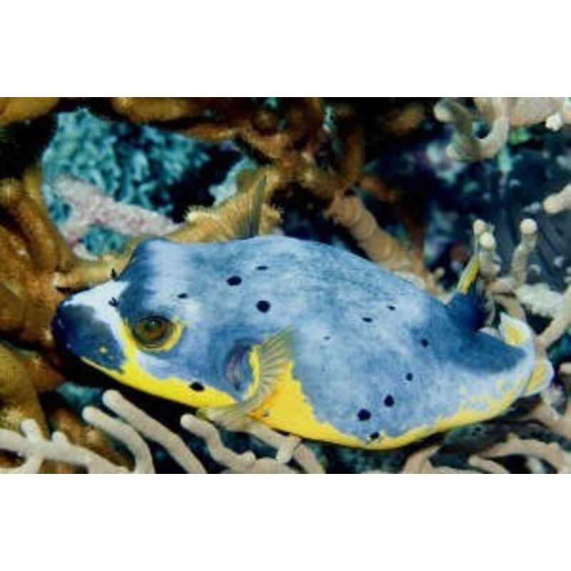 Yellow Belly Dogface Pufferfish Size: ML 4" to 5"