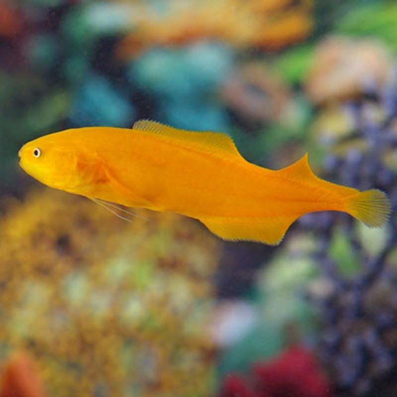 Yellow Eel Brotulid Goby Size: M 1.5" to 2.5"