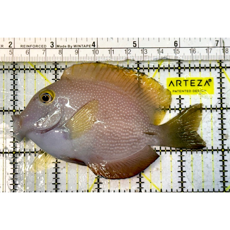 Yellow Eye Kole Tang (Spotted) YET051501 WYSIWYG Size: L 4.5"