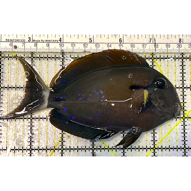 Yellow Fin Tang Fish YFT051601 WYSIWYG Size: XL 6"