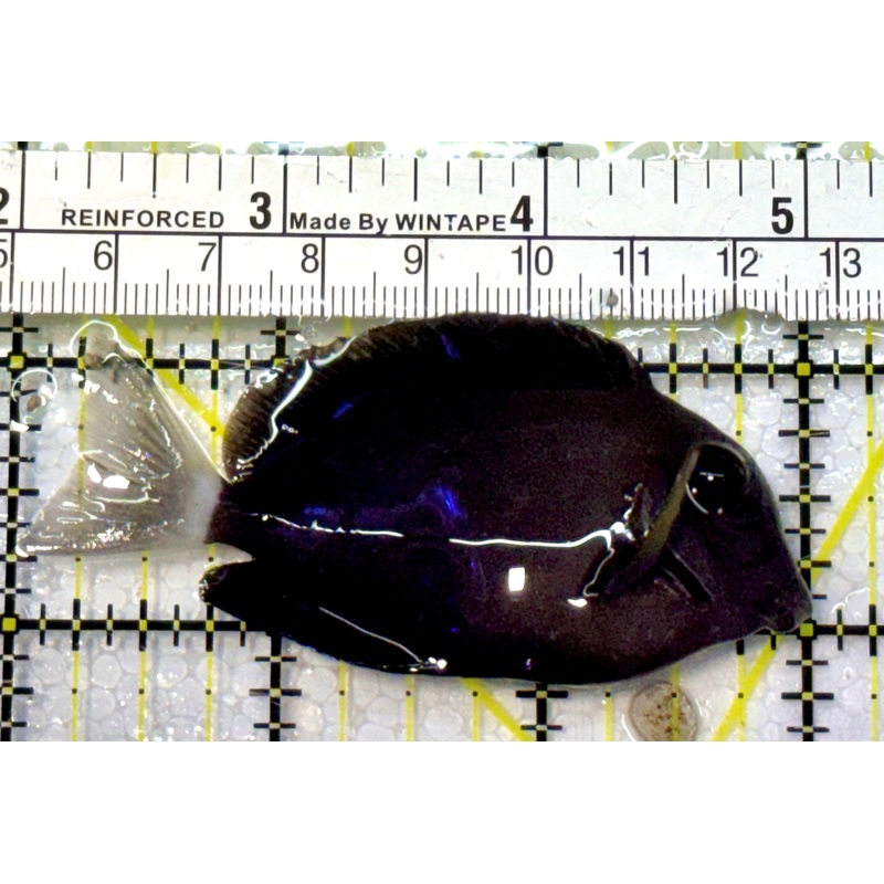 Yellow Fin Tang Fish YFT051602 WYSIWYG Size: S 3"