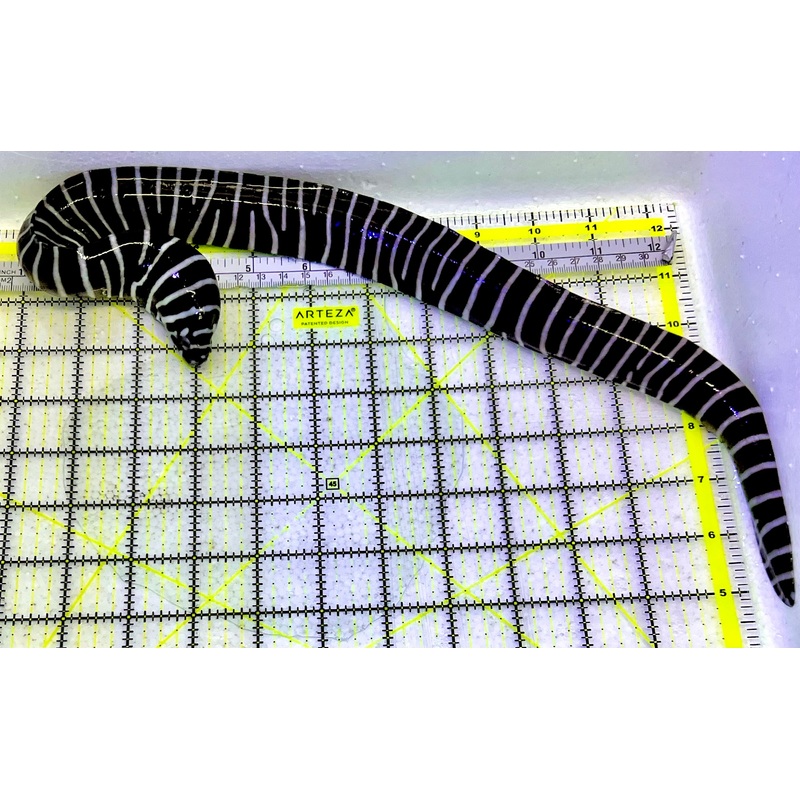 Zebra Moray Eel ZME051601 WYSIWYG Size: L 18