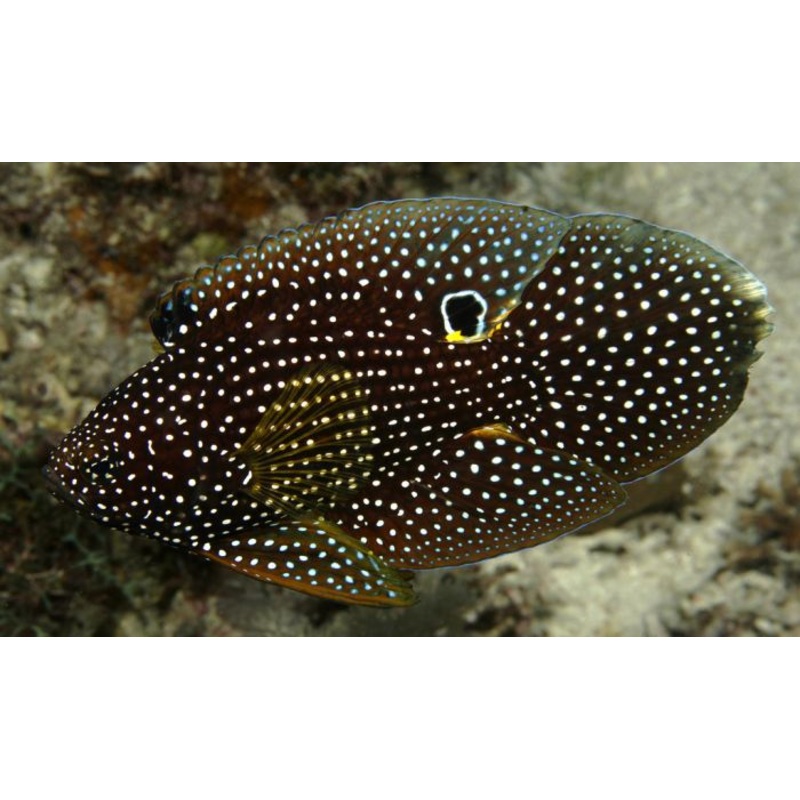 Altevelis Marine Betta (large spotted species) Size: Tiny 1.5" and Below