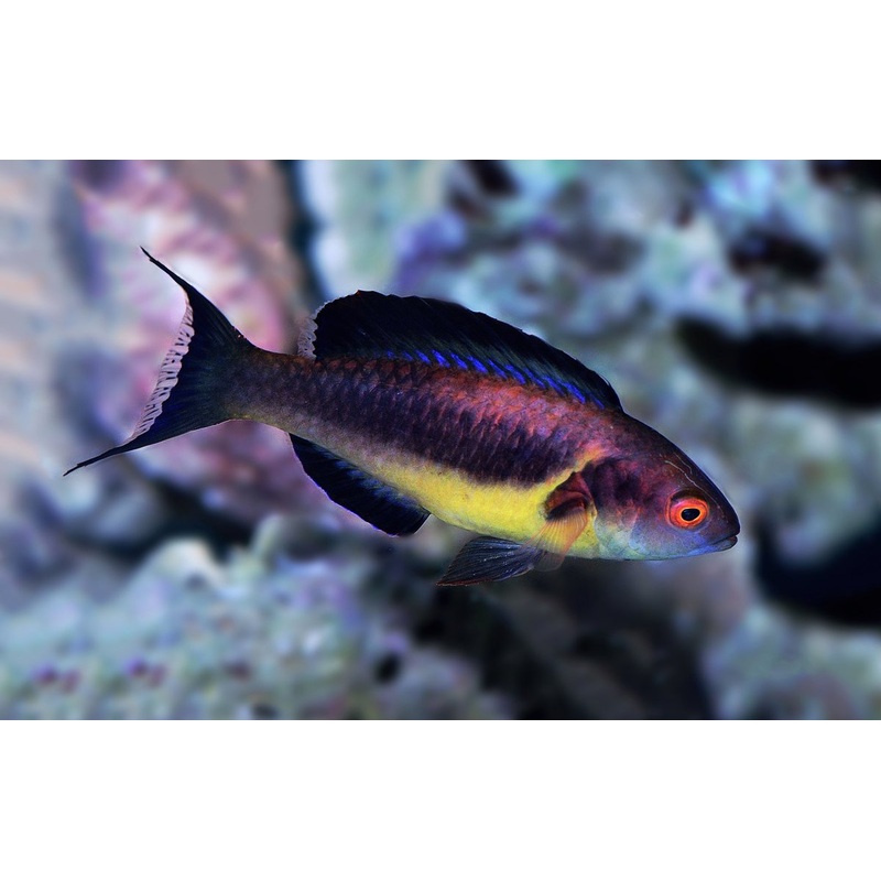 Brunneus Fairy Wrasse Size: S 1" to 1.25"