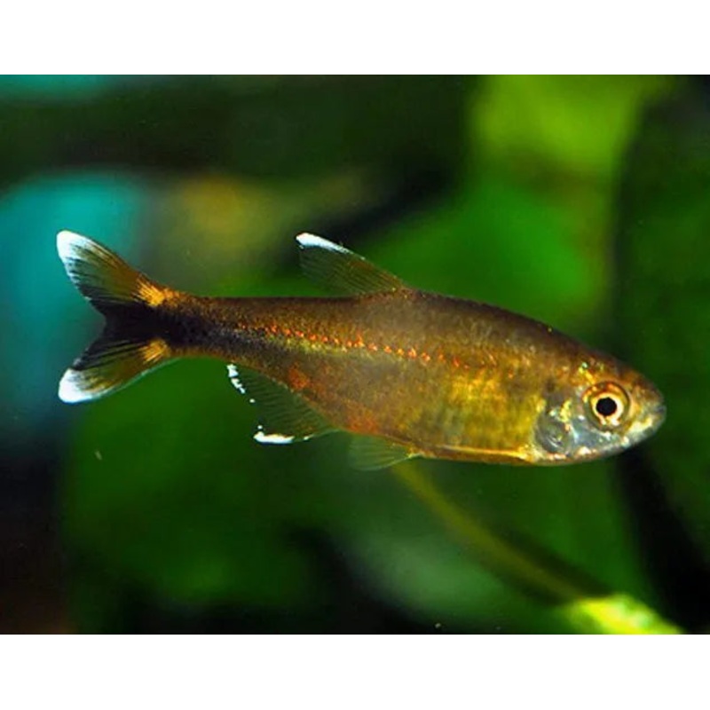 White Tip Tetra