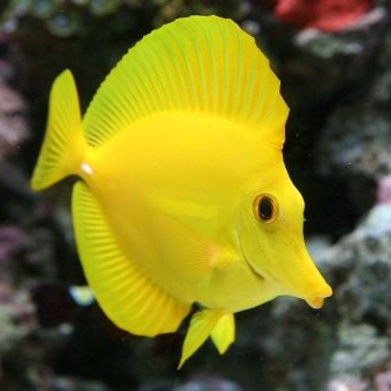 Yellow Tang Size: M 2" to 3"