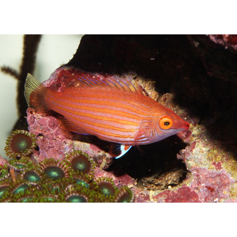 Pink-Streaked Wrasse Size: M 1.5" to 2"