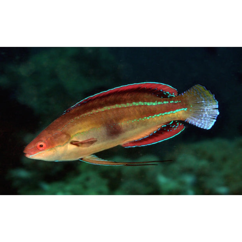 Temminckii Fairy Wrasse Size: Tiny 1" or Below